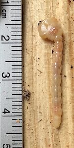 Melobasis ordinata, SID7245, larva, ventral view, SE, photo by Bryan Haywood